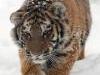 Амурские тигры получили помощь от клиентов «Россельхозбанка»