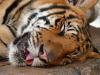 Зачем дёргать спящего тигра за усы?