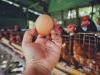 Новосибирская область собирается стабилизировать ситуацию на рынке куриного мяса и яиц