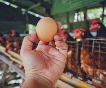 Новосибирская область собирается стабилизировать ситуацию на рынке куриного мяса и яиц