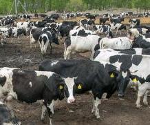 Новосибирские политики обратили внимание на изъятие скота при борьбе с инфекцией